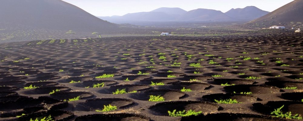 Lanzarote, l’île au printemps éternel