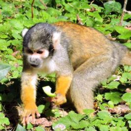 vienne-vallee-singes