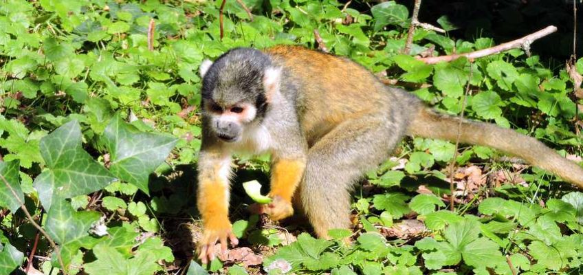 vienne-vallee-singes
