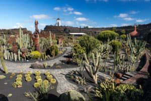 Séjour aux Canaries : jardin de cactus à Lanzarote - Manrique