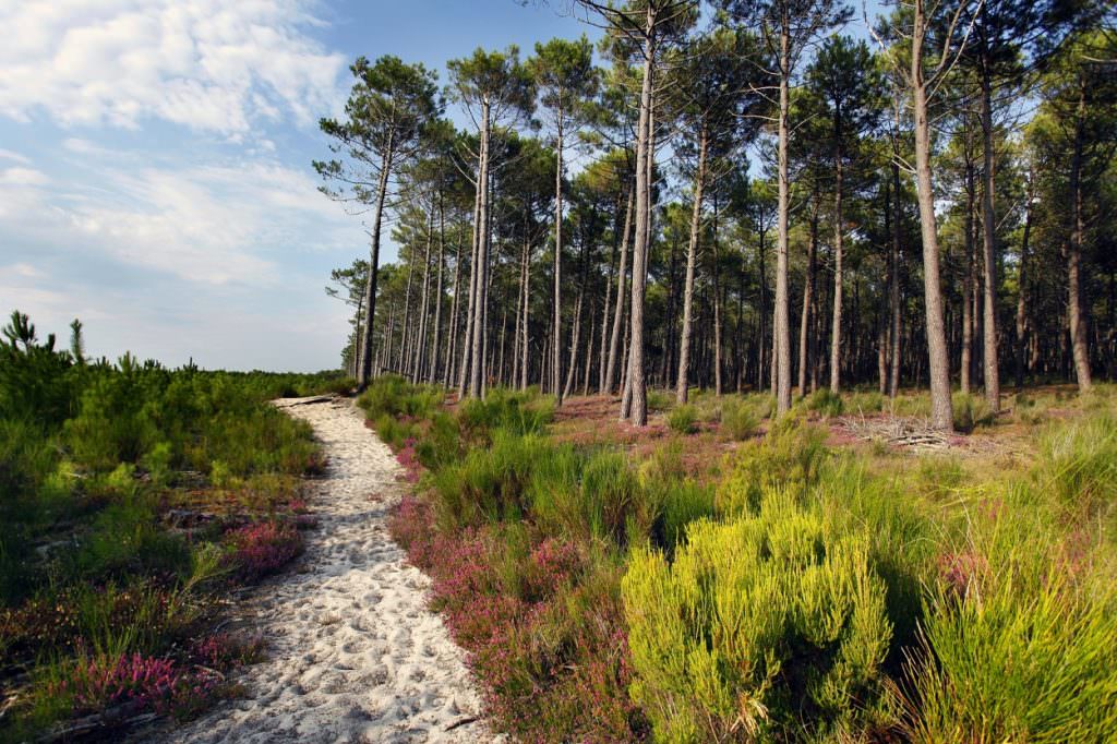 Séjour dans les Landes : Mimizan