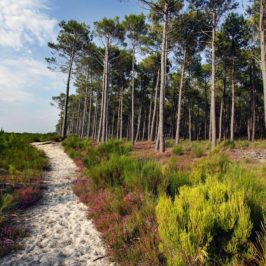 Séjour dans les Landes : Mimizan