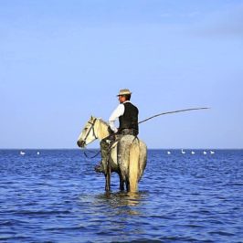 Séjour en Camargue