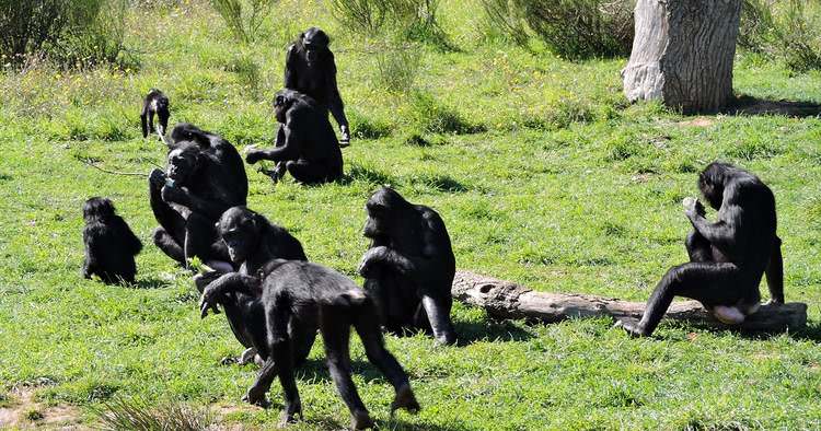 vienne-vallee-singes