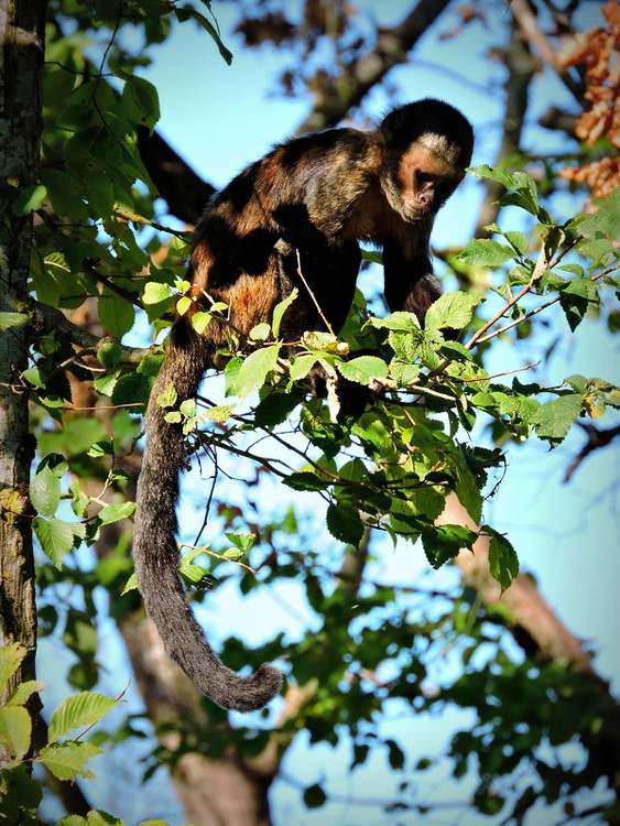 vienne-vallee-singes