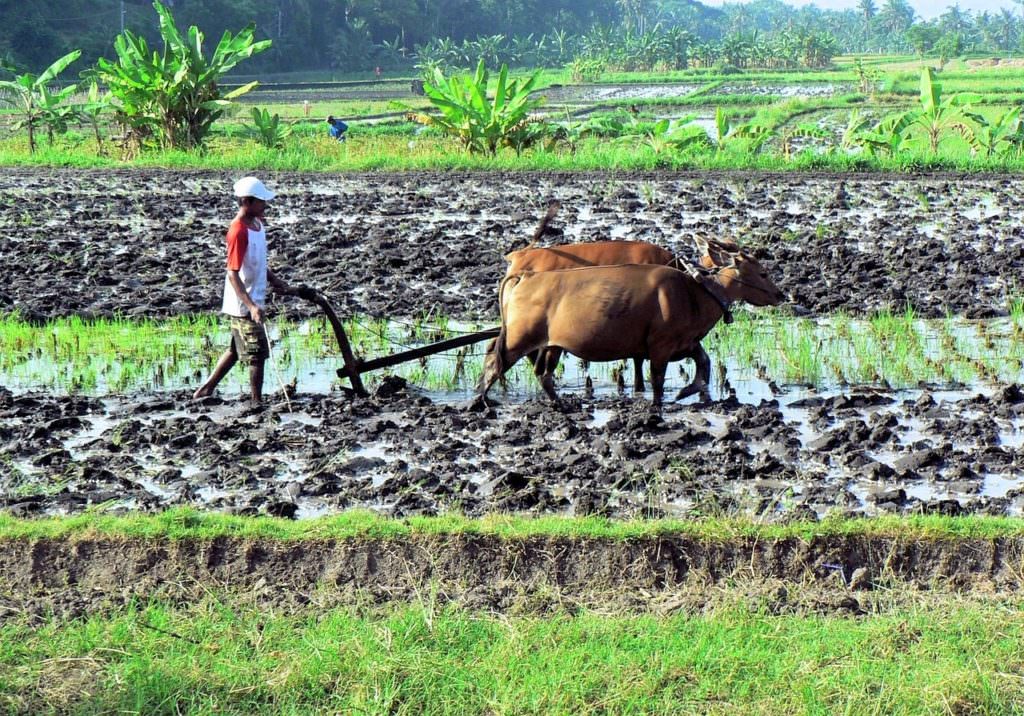 voyage à Bali : les rizières