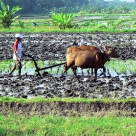 voyage à Bali : les rizières