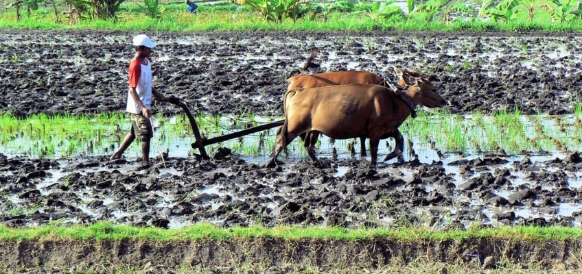 voyage à Bali : les rizières