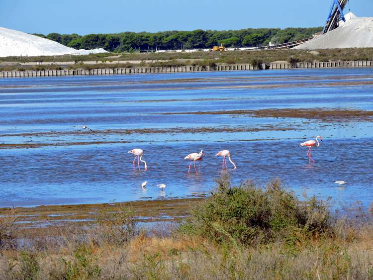 camargue-salins-aigues-mortes