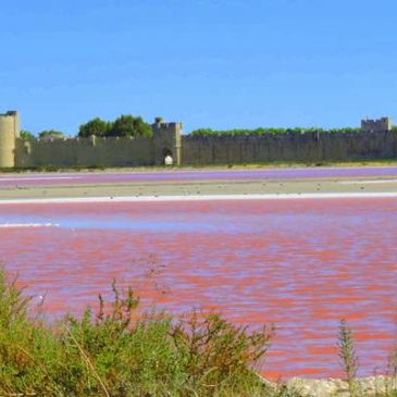 Voir la vie en rose à Aigues-Mortes