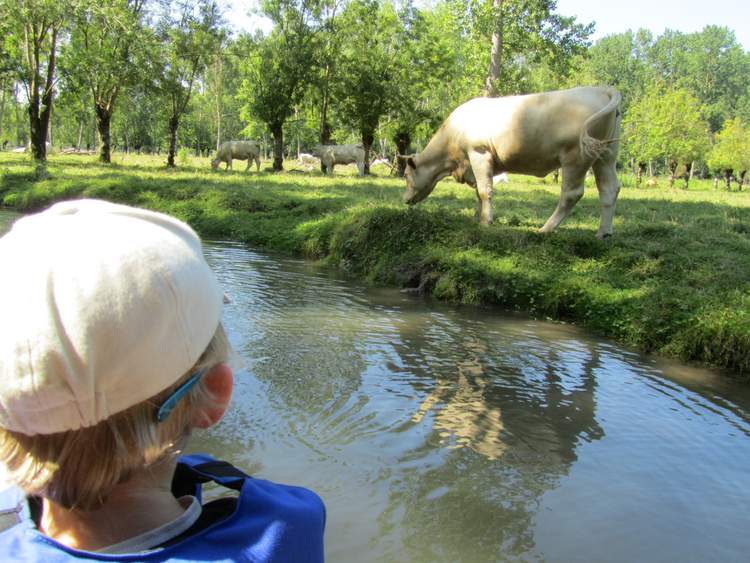 faire de la barque dans le marais poitevin