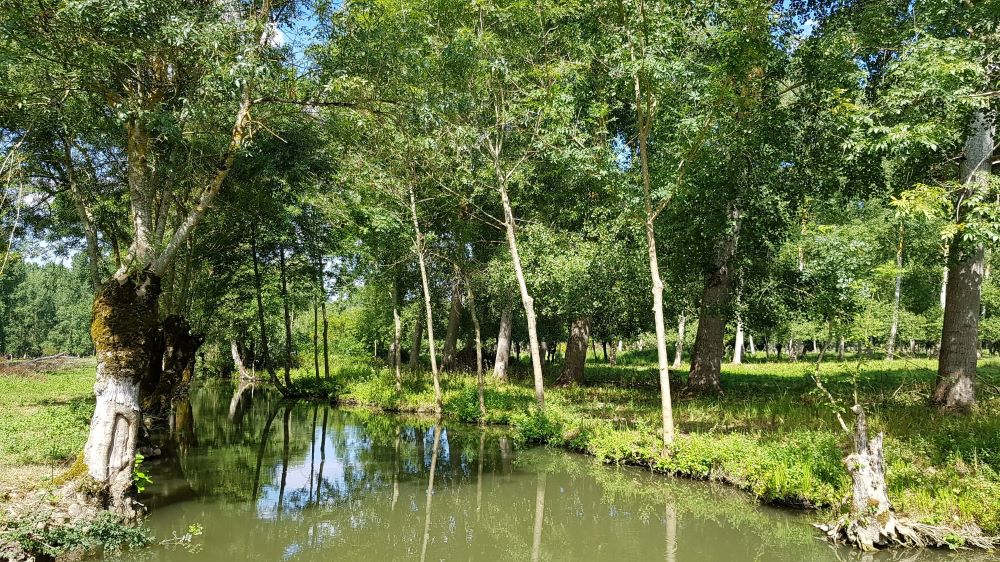 Barque dans le Marais Poitevin