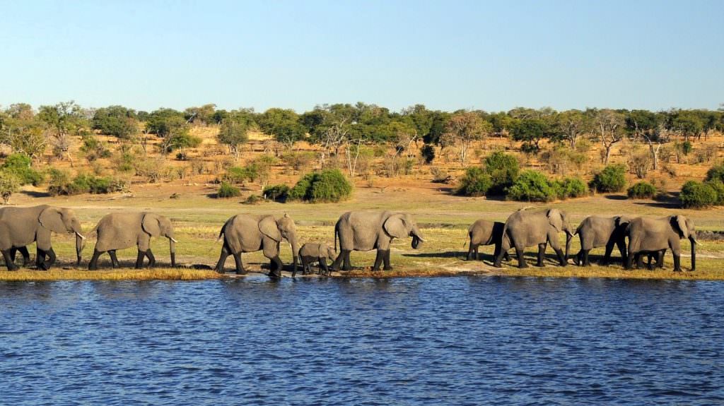 voyage au Botswana : parc national de Chobe et delta de l'Okavango