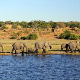 voyage au Botswana : parc national de Chobe et delta de l'Okavango