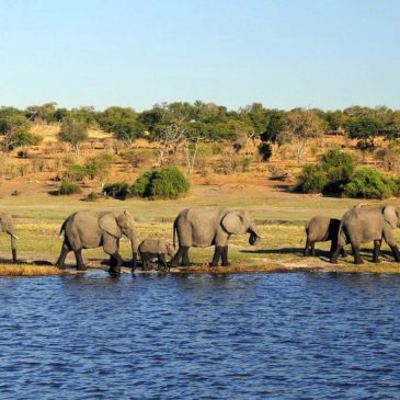 Un dimanche au Botswana