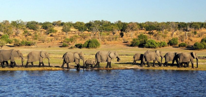 voyage au Botswana : parc national de Chobe et delta de l'Okavango