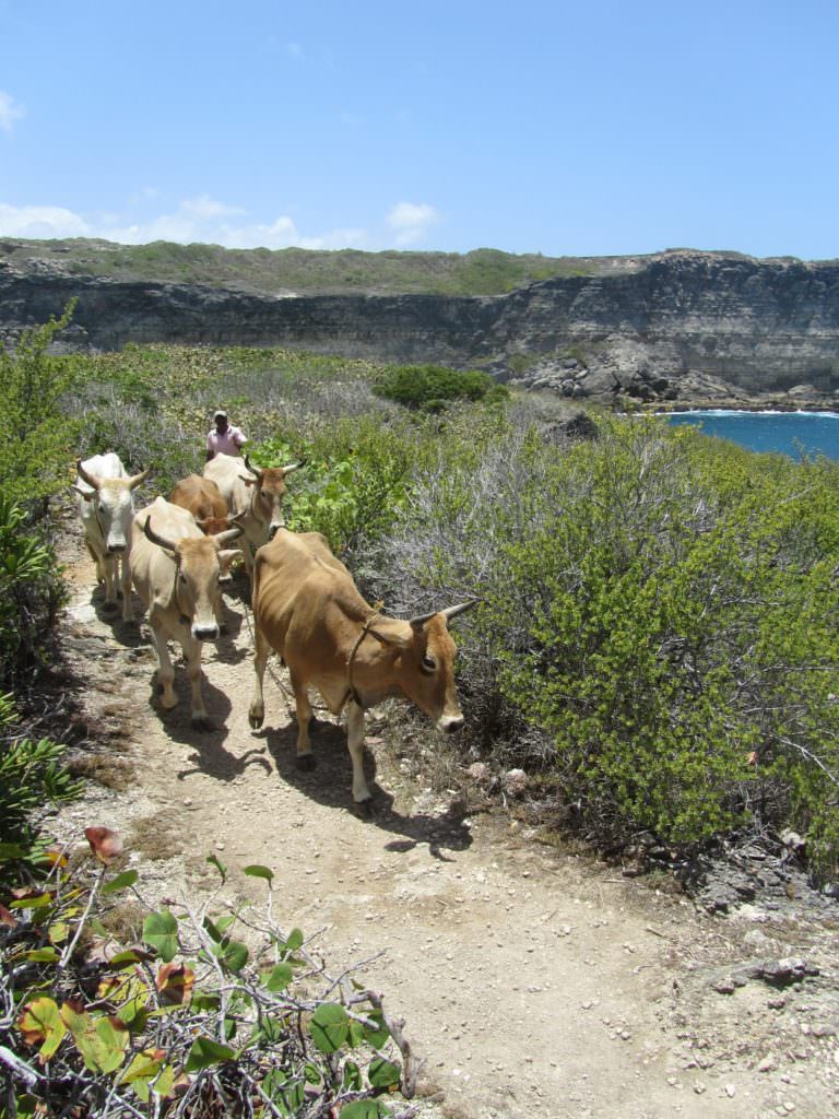 voyage en Guadeloupe : le top des plages - Antilles