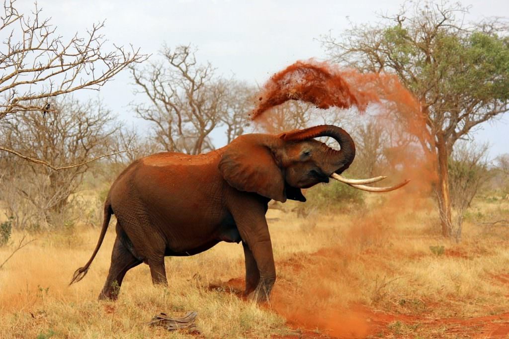 voyage au Kenya - Tsavo