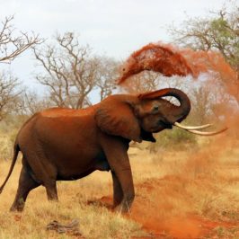 voyage au Kenya - Tsavo