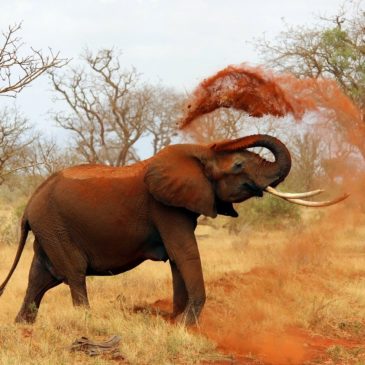 Un dimanche au Kenya