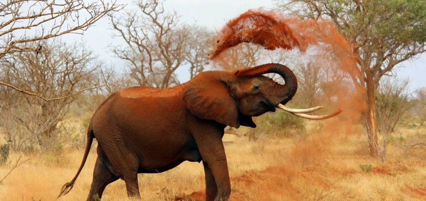 voyage au Kenya - Tsavo