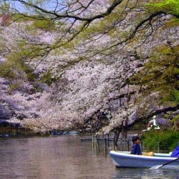 Vivez le Sakura 2020 au Japon
