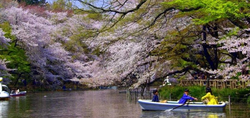 japon-cerisiers-en-fleurs