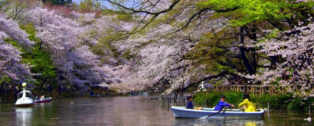 japon-cerisiers-en-fleurs
