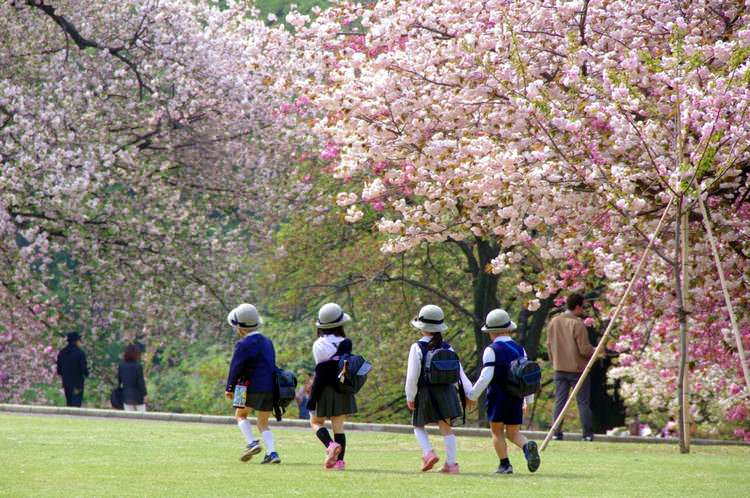 japon-cerisiers-fleurs