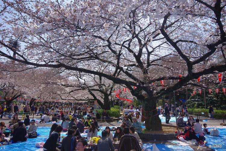 japon-cerisiers-fleurs