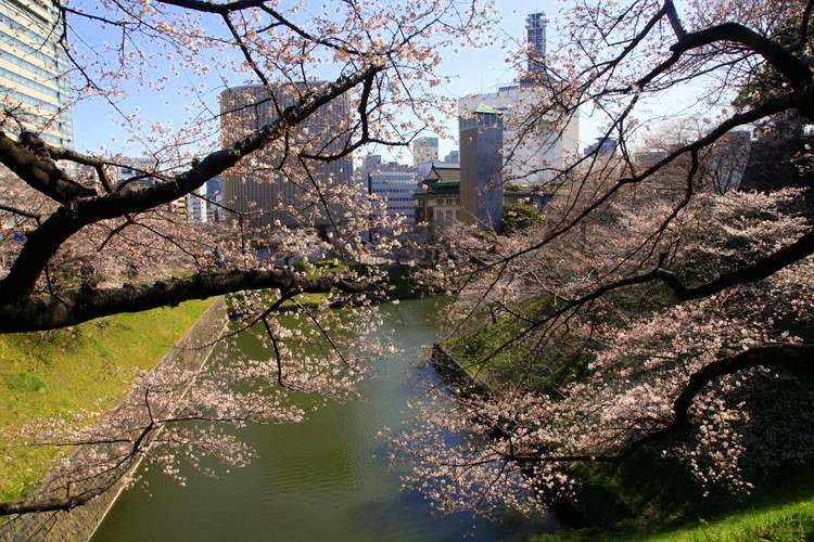 japon-cerisiers-fleurs