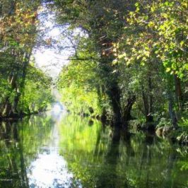 visite-marais-poitevin