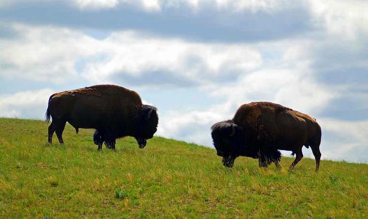 canada-montagnes-rocheuses