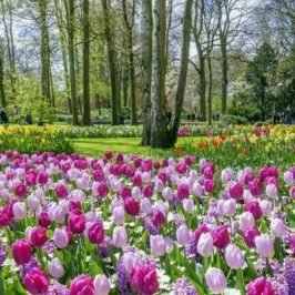 hollande-amsterdam-keukenhof-tulipes