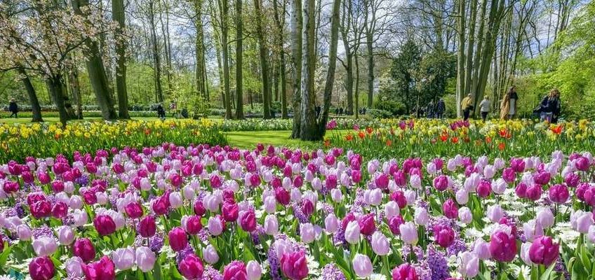 hollande-amsterdam-keukenhof-tulipes