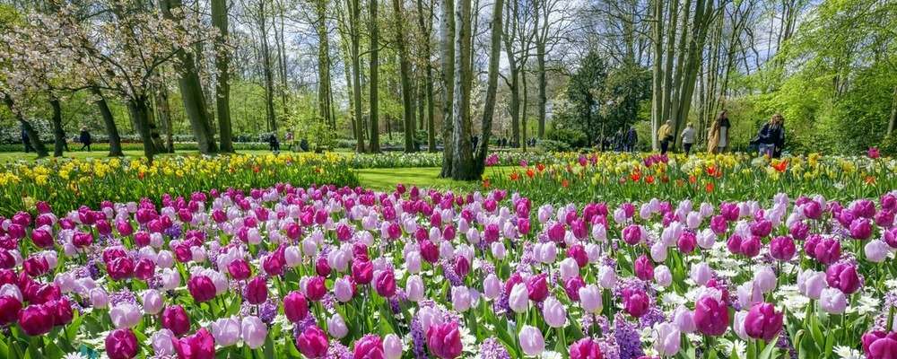 hollande-amsterdam-keukenhof-tulipes