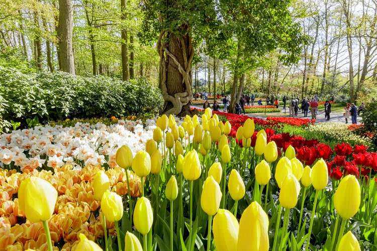 hollande-amsterdam-keukenhof-tulipes