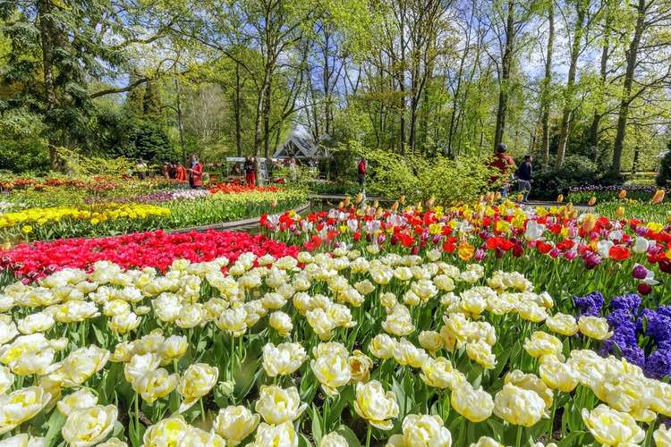 hollande-amsterdam-keukenhof-tulipes