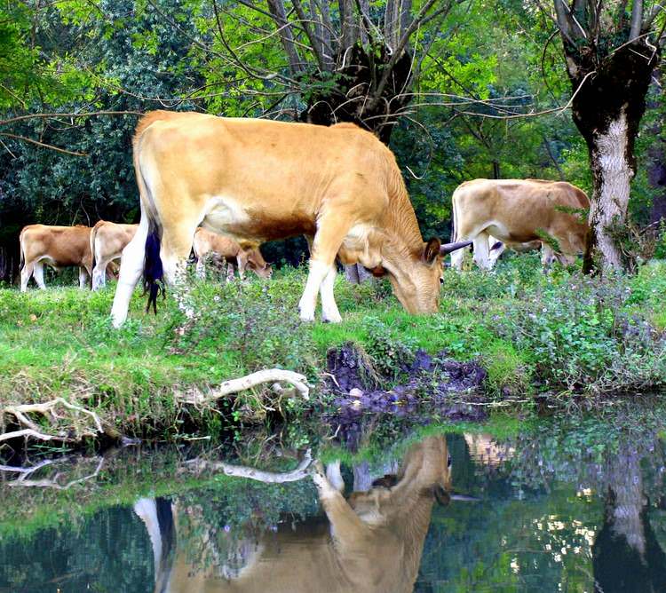 visite-marais-poitevin