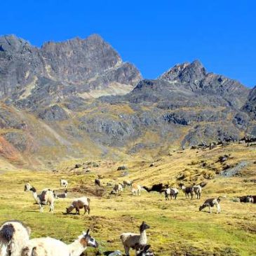 Un dimanche en Bolivie