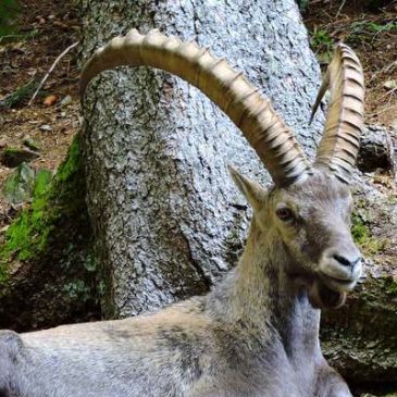 Mouflons et bouquetins au parc de Merlet !