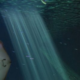 Ocearium-croisic