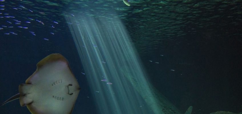 Ocearium-croisic