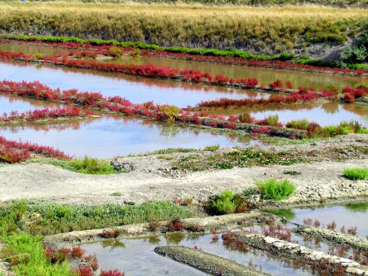 ile-de-re-marais-salants