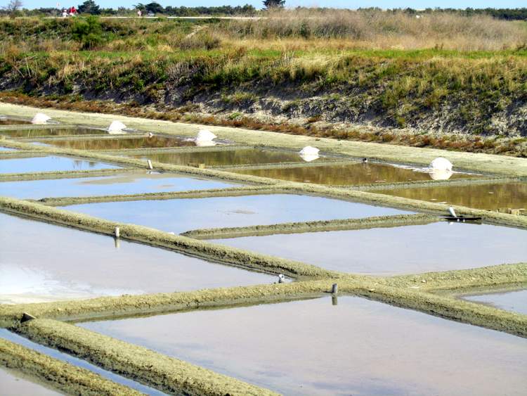 ile-de-re-marais-salants