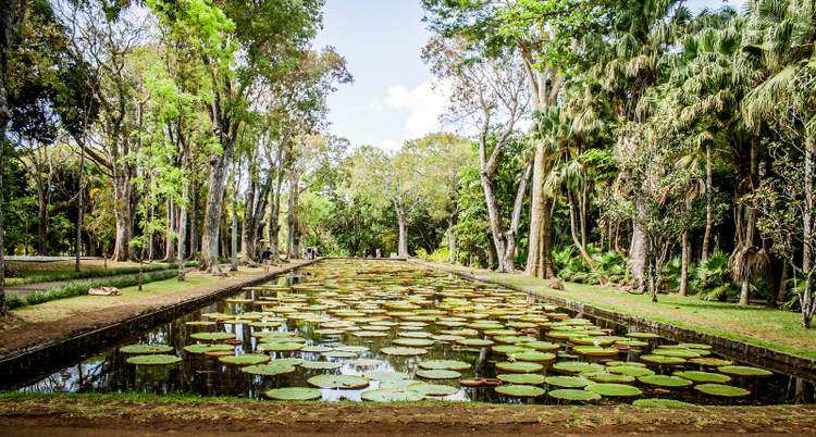 ile-maurice-jardin-pamplemousses