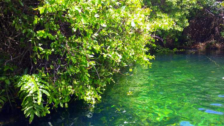 mexique-cenote-xcacel