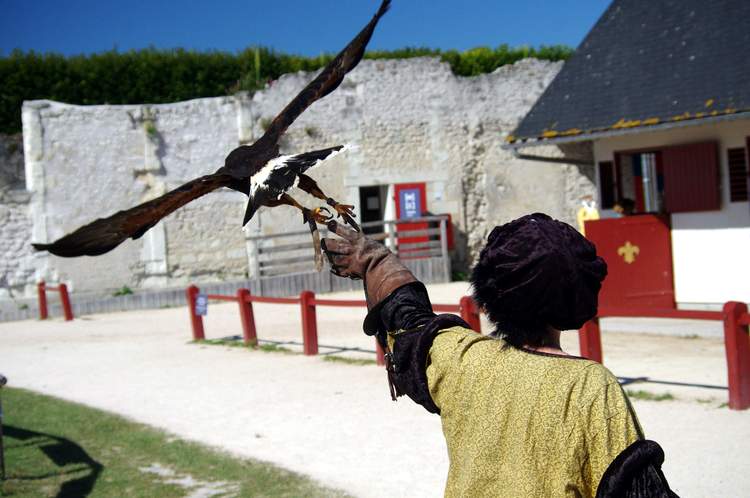 chambord-spectacle- rapaces