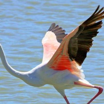 En Camargue, rencontrez les flamants roses au parc ornithologique du Pont de Gau