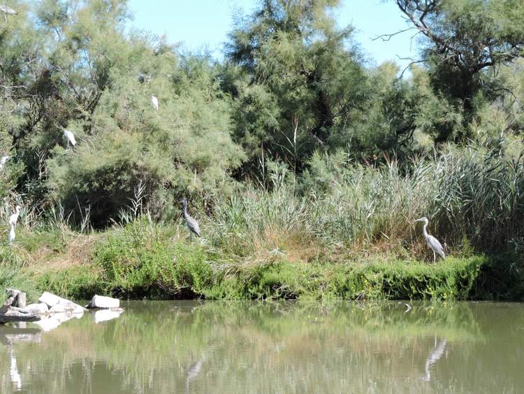 parc-ornitho-pont-du-gau